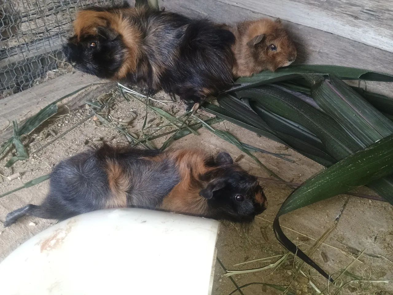 Porco da índia  - Foto 2