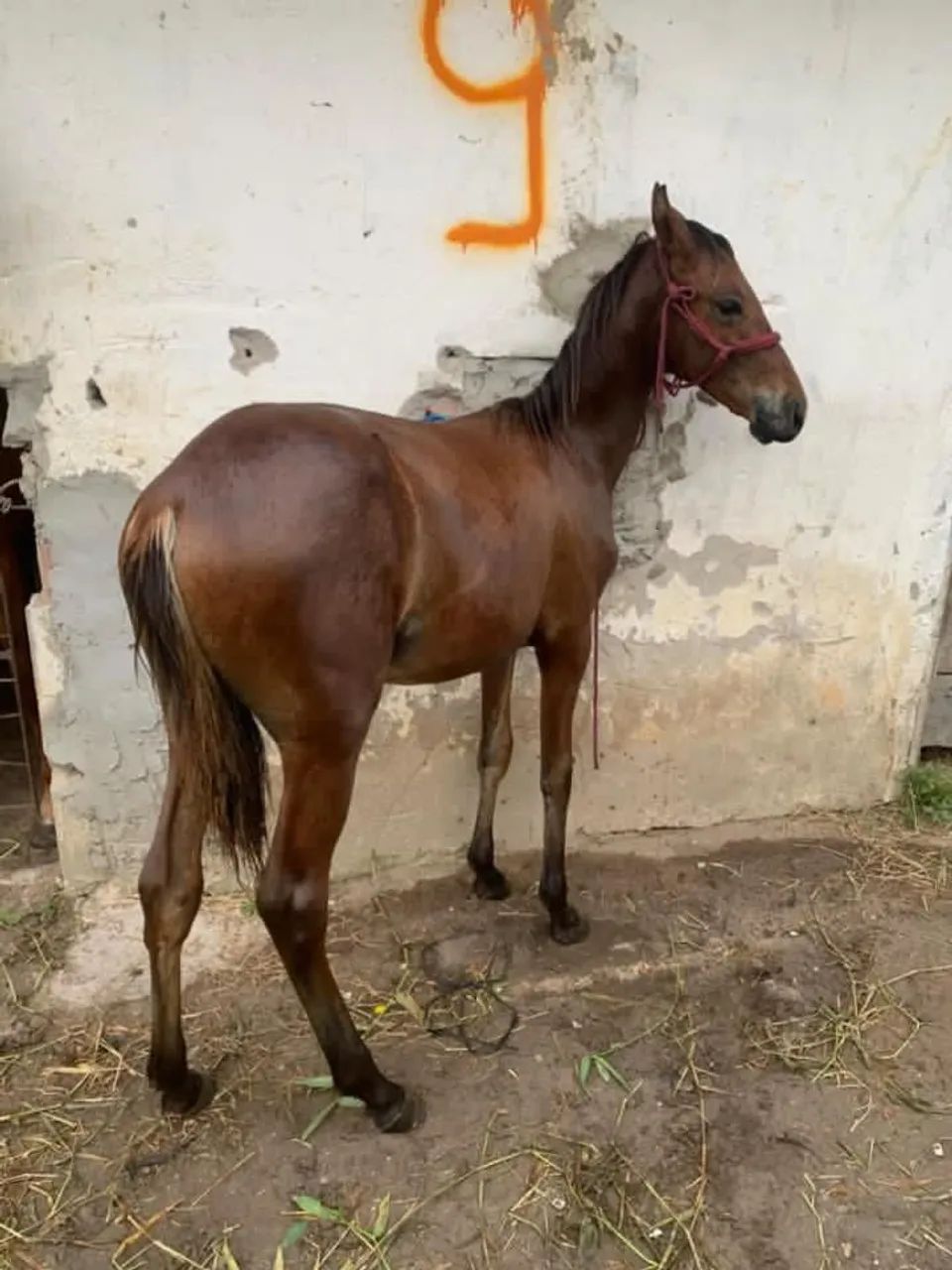 Vende-se ou troca porda bem mestiça de manga larga apenas 8 mês  - Foto 2