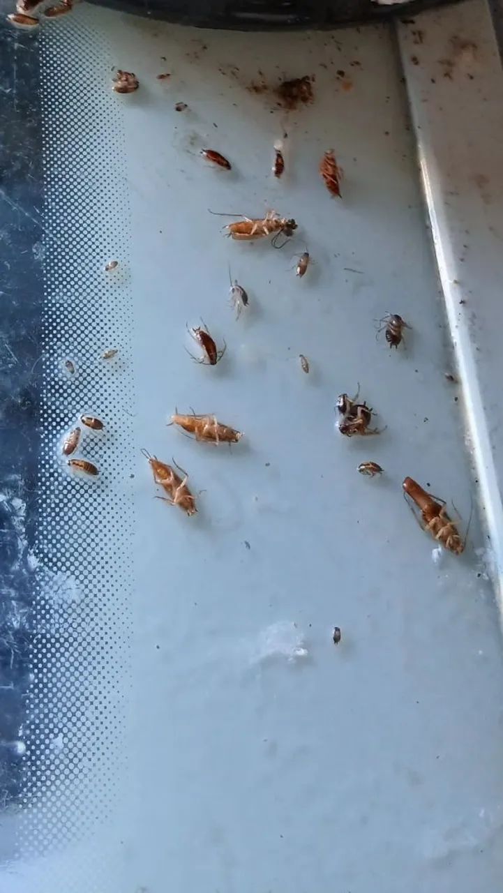 Dedetizacao profissional escorpiões e baratas