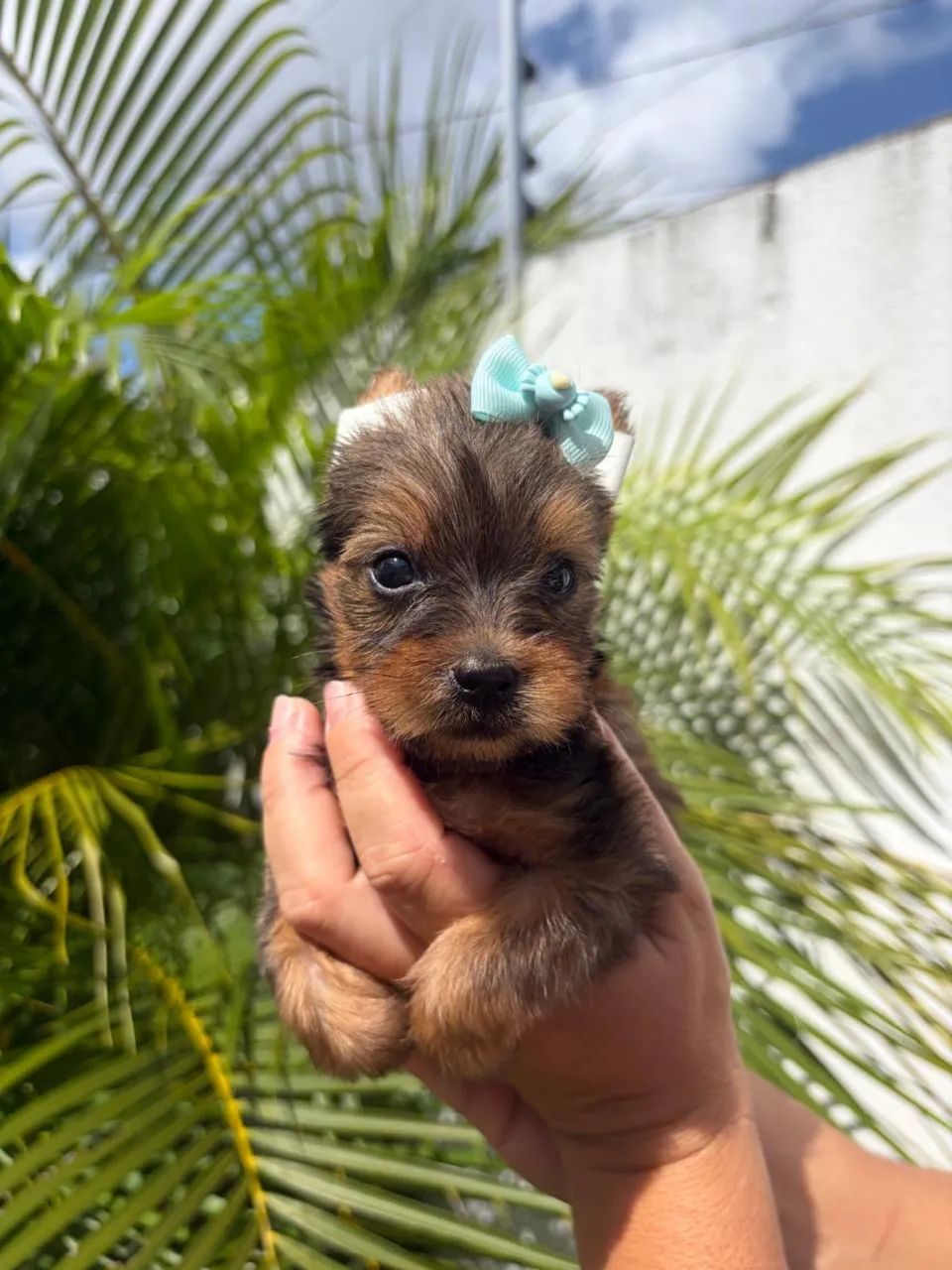 Yorkshire terrier disponível  - Foto 4