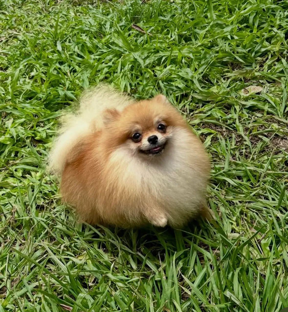 Cruza spitz macho disponível  - Foto 3