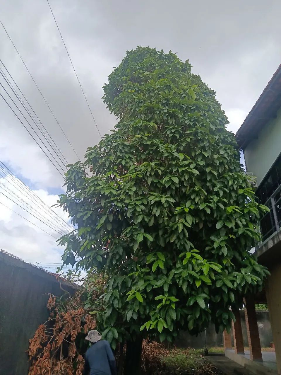 Corte e poda de árvore  - Foto 2