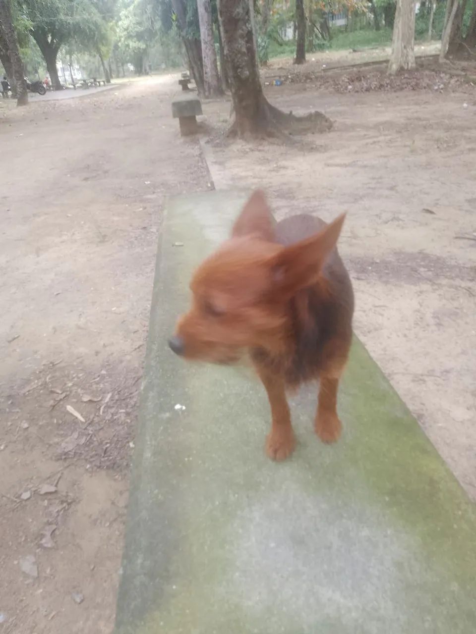 Cachorrinha, doação  - Foto 4