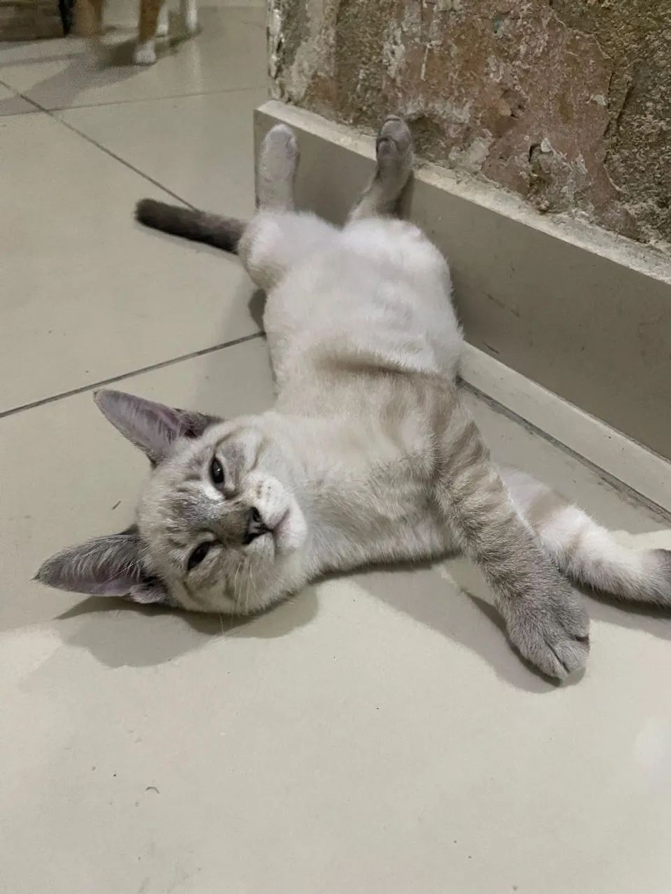 Gatinhas fêmeas para adoção!
