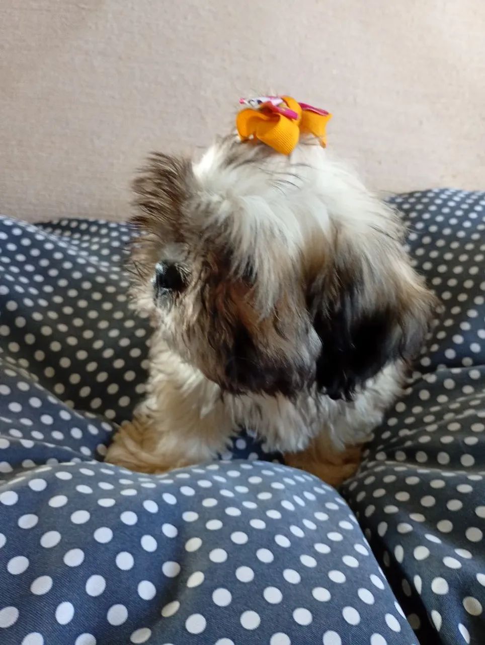 Cachorra 