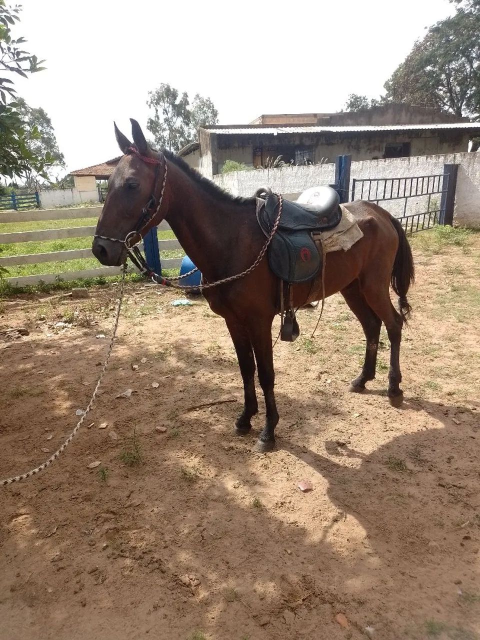 Vende-se potro - Foto 2