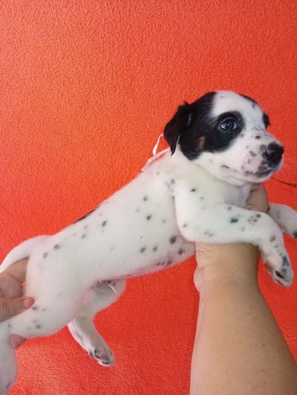 Cachorro  - Foto 4