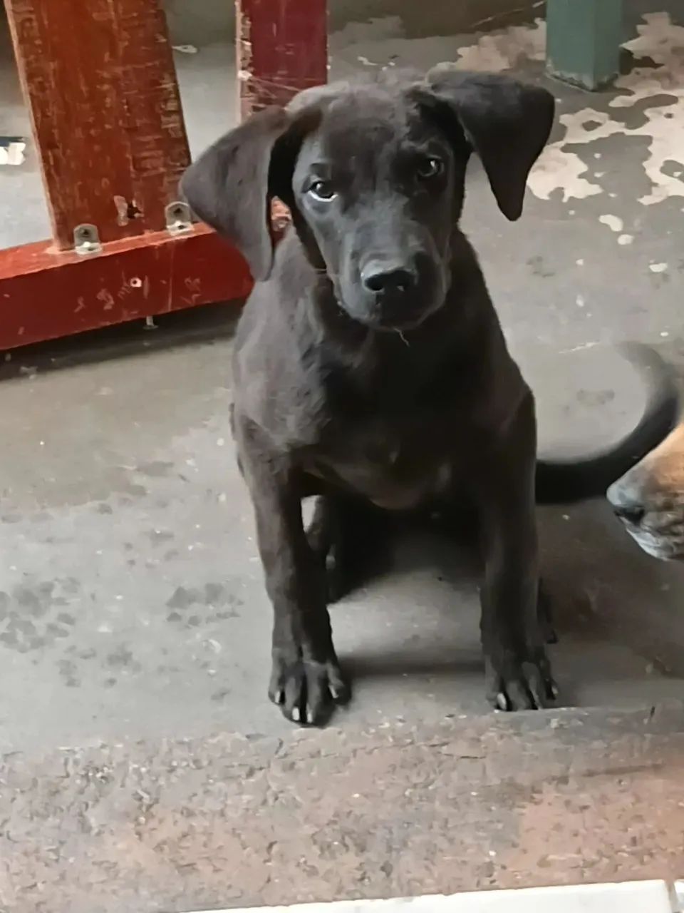 Doação de Labrador - Foto 3