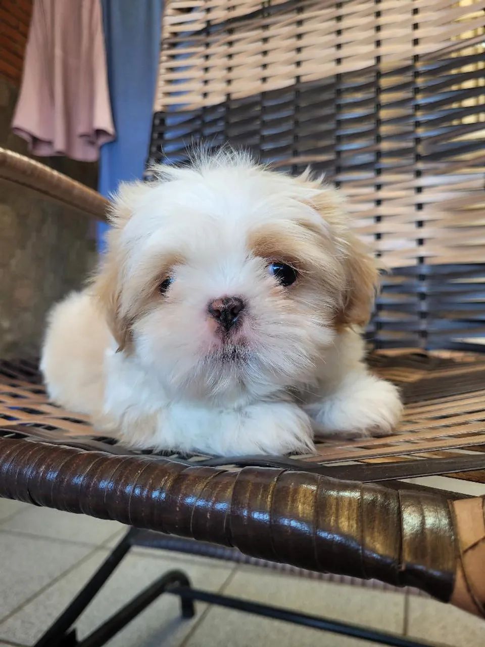 Shihtzu  - Foto 4