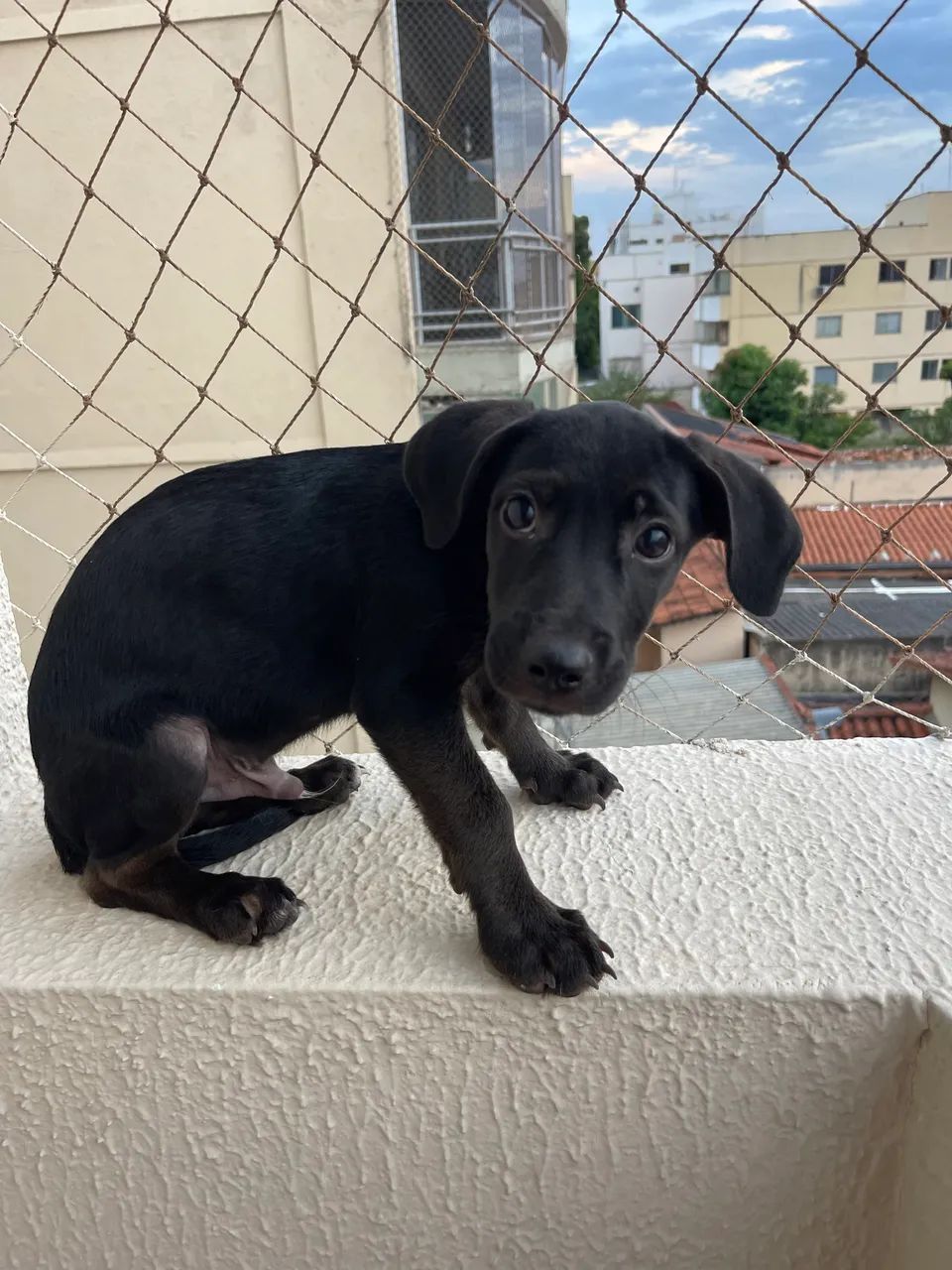 Adoção responsável  - Foto 3