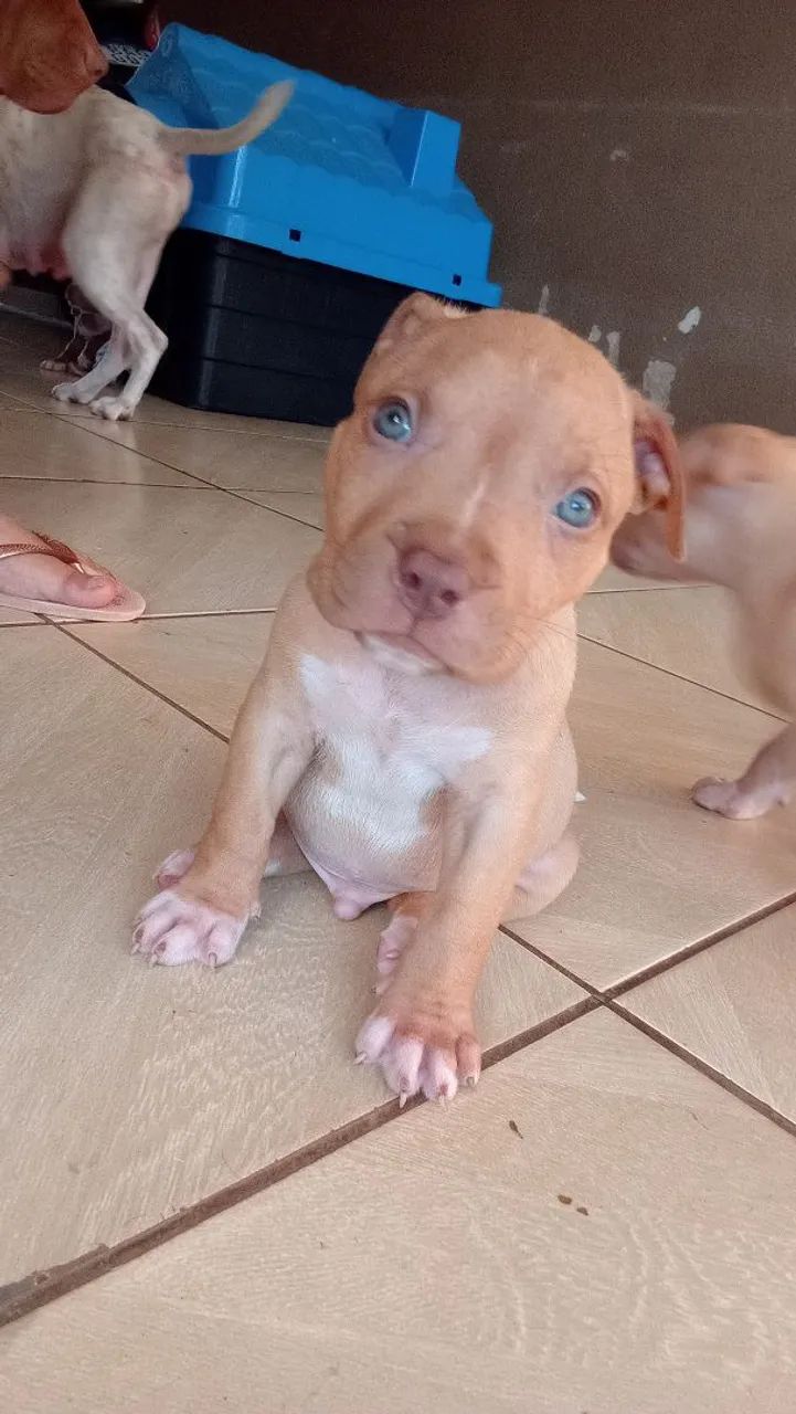 disponíveis filhotes pitibull 