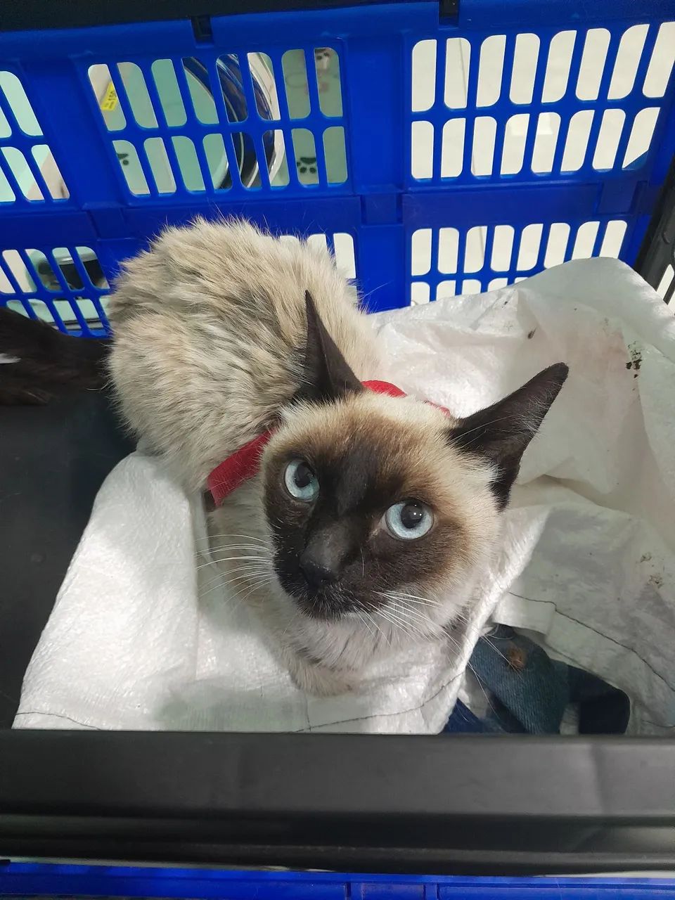 Doação: gata mansa e castrada - Foto 2