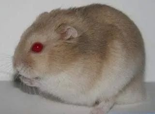 Hamster Anao | BLUE Argente - Foto 2