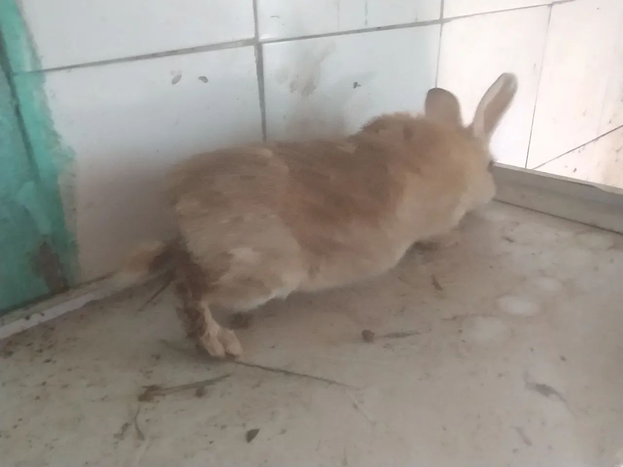 Coelhas - Foto 3