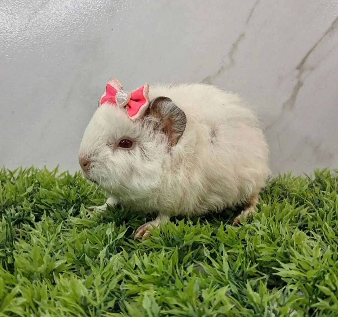 Porquinho da india446519796753377281