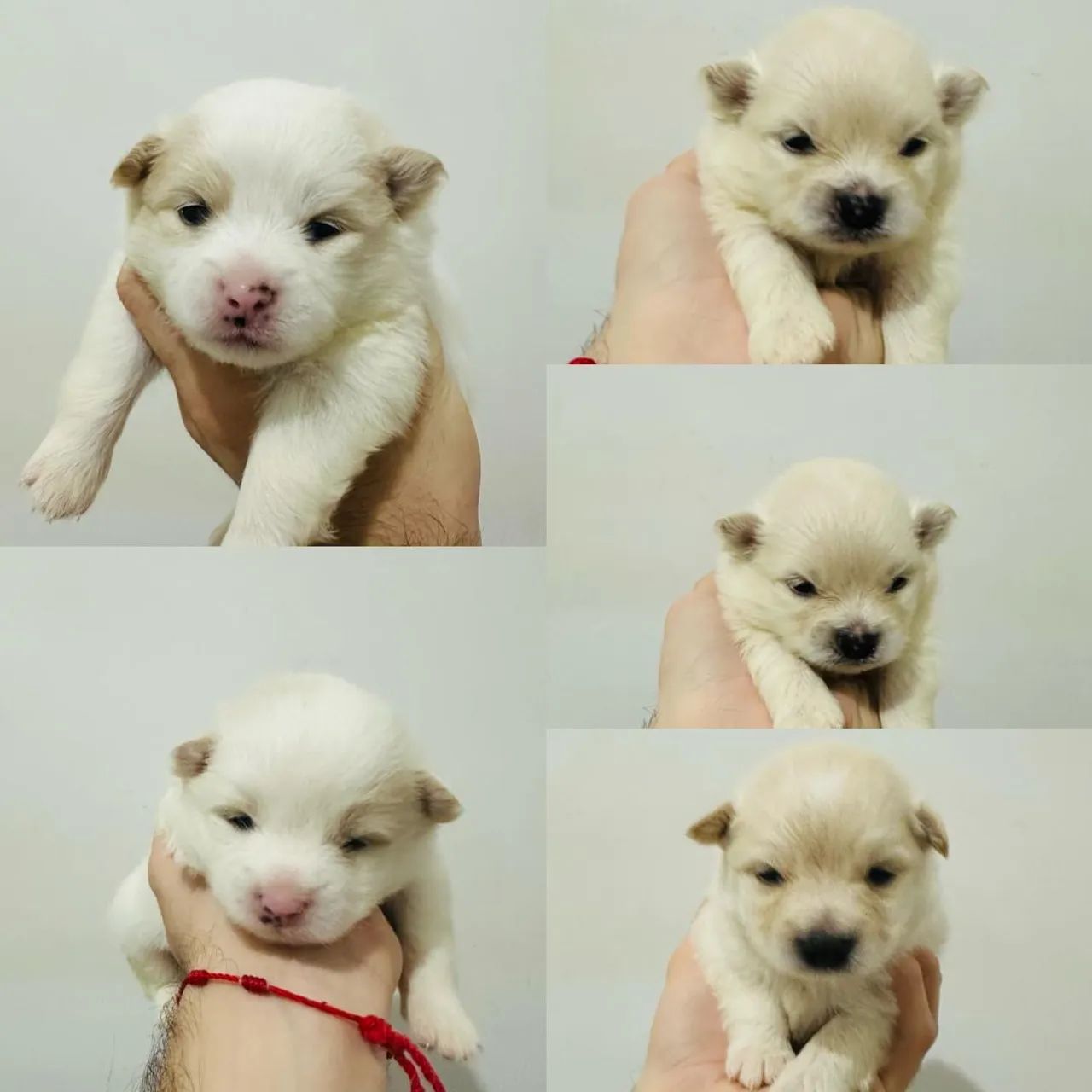 Spitz alemão 