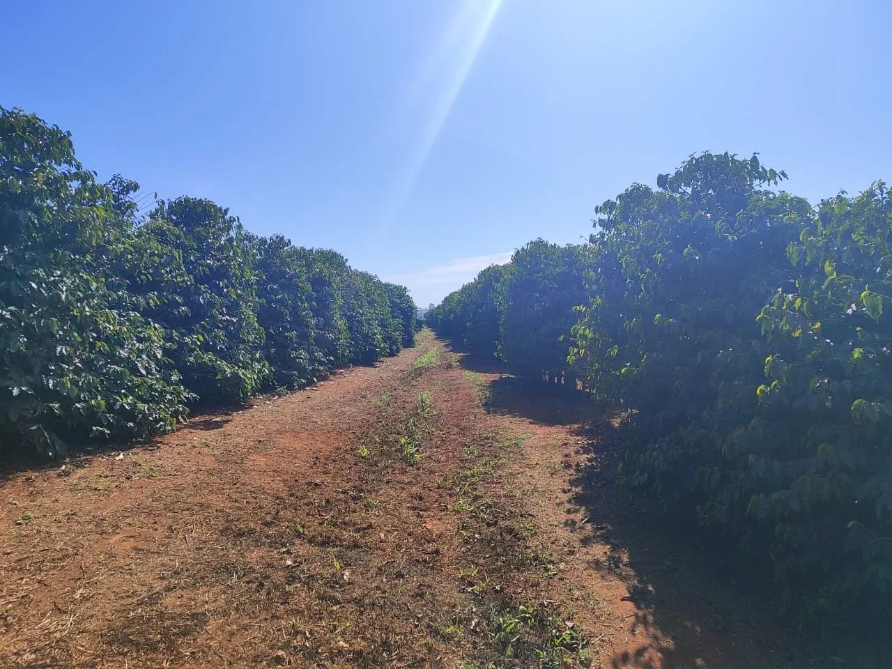 Fazenda patrocínio  - Foto 5