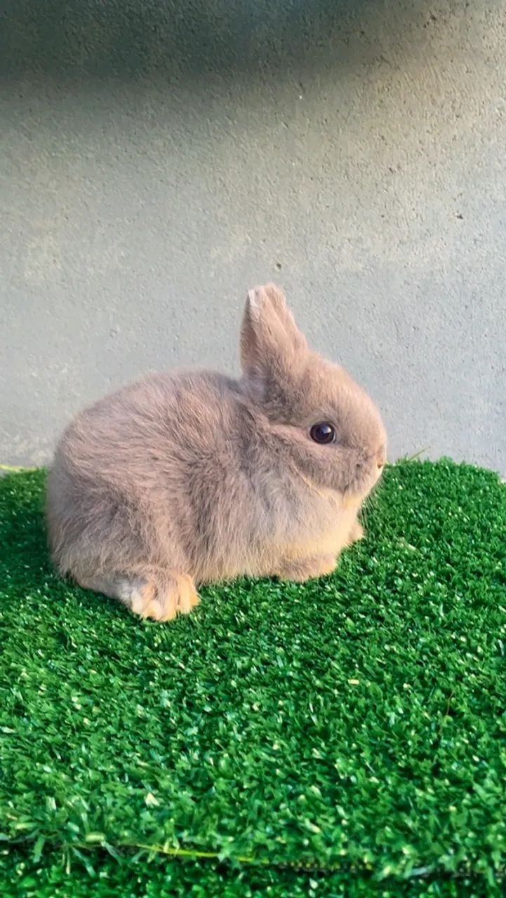 Mini coelhos  - Foto 4