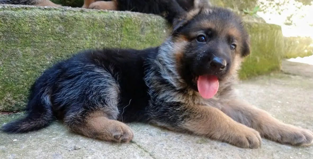Pastor Alemão com Pedigree  - Foto 4