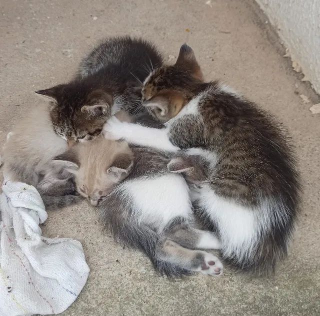 Gato para adoção responsável  - Foto 5
