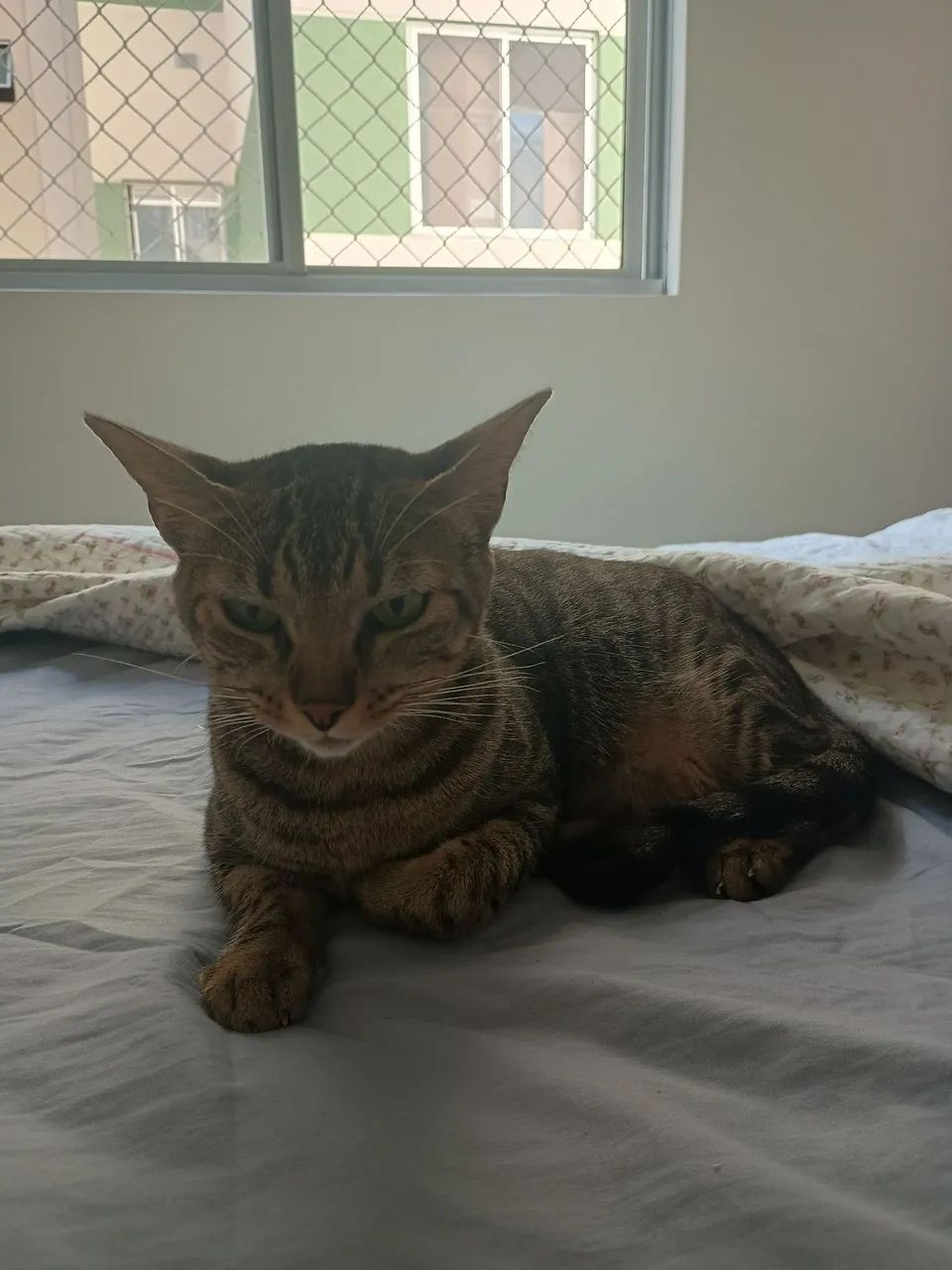 Gato Tigrado - Foto 3