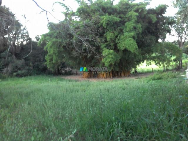 FAZENDINHA À VENDA - 2,5 HECTARES - PEQUI (MG) - Foto 9