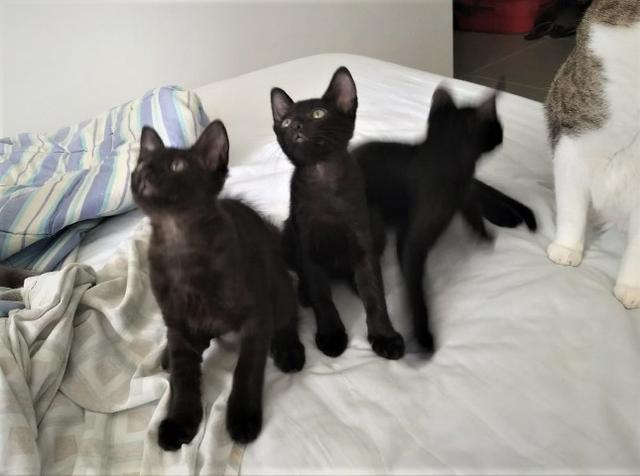 Gatinhos machos de 2 meses para adoção