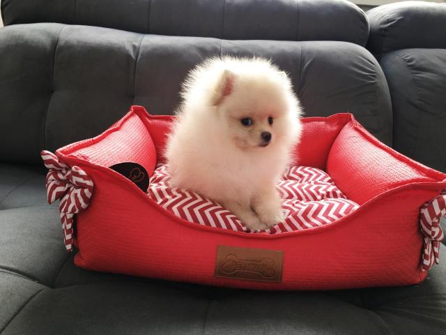 Lindos filhotes de Spitz Alemão anão Lulu da Pomerania anão - Foto 2