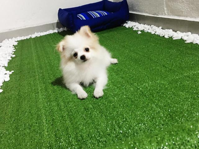 Lindos filhotes de Spitz Alemão anão Lulu da Pomerania anão - Foto 5