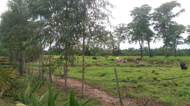 Fazenda - 1450 Hectares - Nossa Senhora do Livramento/MT - Foto 12
