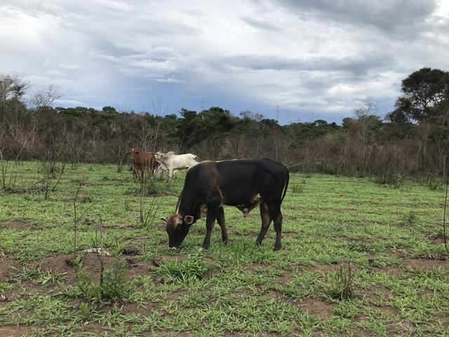 Vacas de leite - Foto 6