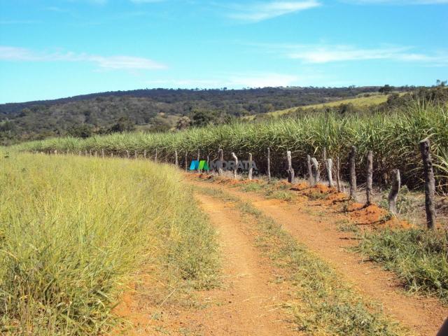 FAZENDA À VENDA - 300 HECTARES - PITANGUI (MG) - Foto 4