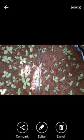 Vendo mudinhas de aranto plantas medicinais para o tratamento d cáncer - Foto 3