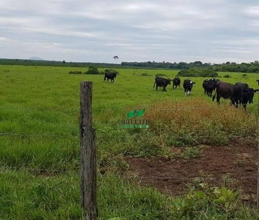 Fazenda rural à venda, caraiva, porto seguro. - Foto 10