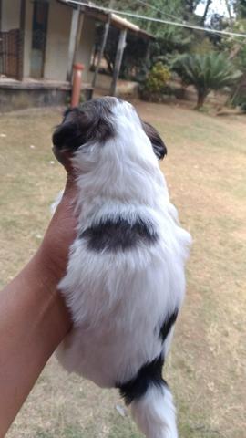Lhasa apso fêmea - Foto 2