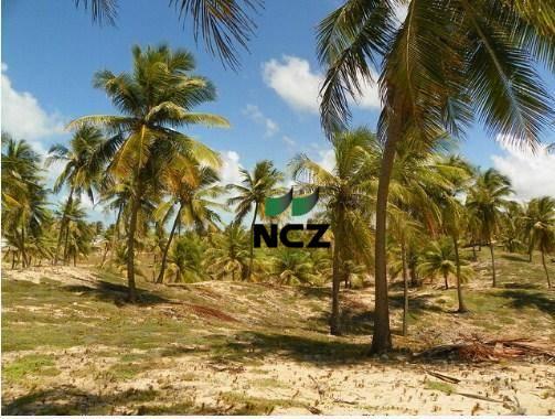 Fazenda à venda, 380000 m² por r$ 3.040.000 - litoral norte - jandaíra/ba - Foto 6