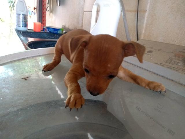Pinscher
