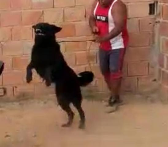 Venda de cães adestrados para Guarda Belo Horizonte - Foto 3