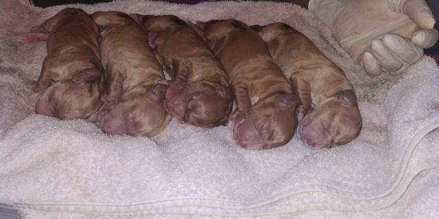 Vendo filhotes de cocker spaniel - Foto 2