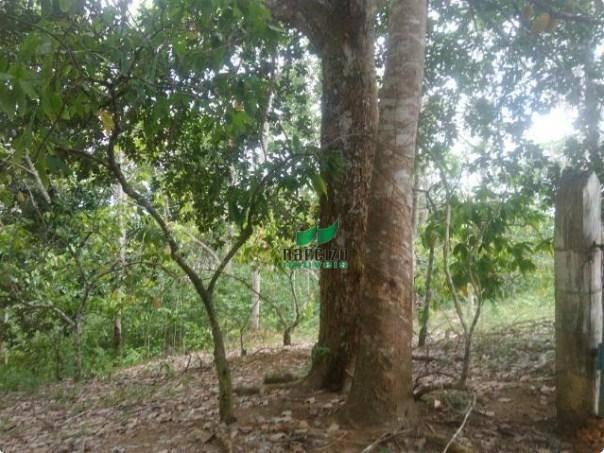 Linda fazenda à venda, 8000000 m² por r$ 6.300.000 - inocoop - itamaraju/ba - Foto 17