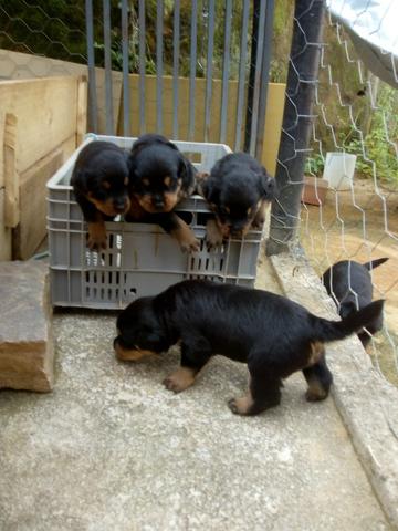 Cachorro rotivalle apurado - Foto 5