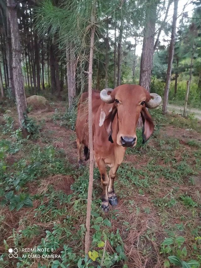  Vaca raça gir leiteiro 