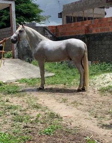 Cavalo Mangalarga 