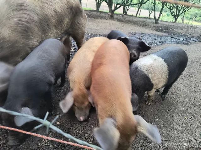 Vendo 1 porca, 5 leitoas e 1 leitão - Foto 5