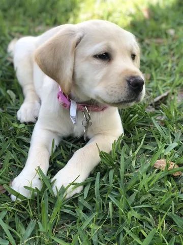   Filhotinhos de labrador Fêmea linda com Pedigree - Foto 4