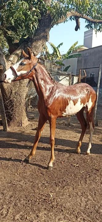 Vendo potra paint horse