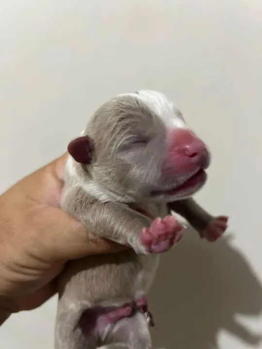 Américan bully  - Foto 2