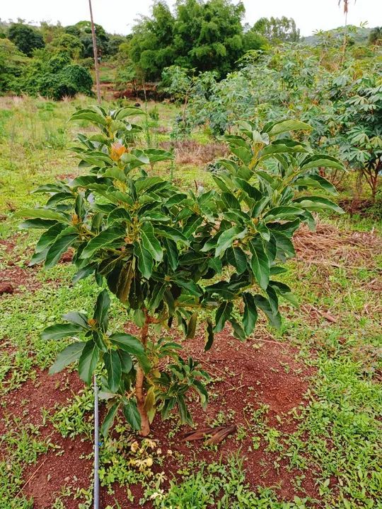 Terreno com vegetação nativa em área rural - Foto 6