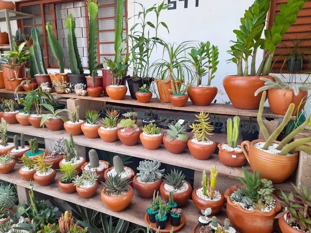 Vasos de cactos e suculentas  - Foto 4