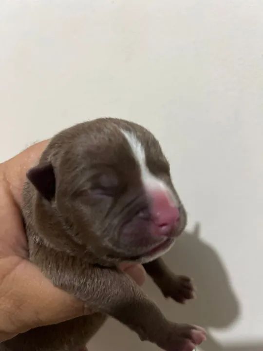 Américan bully  - Foto 3